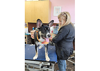 Torrance Pet Grooming A Shear Pleasure Pet Salon