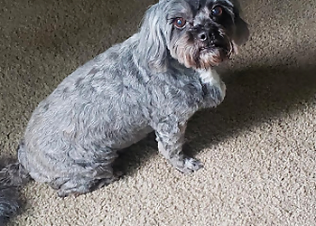 Oceanside Pet Grooming A Touch of Gold Pet Grooming