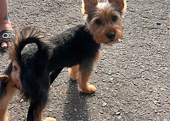 Oceanside Pet Grooming A Touch of Gold Pet Grooming