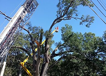 Raleigh Tree Services A+ Tree & Crane Services