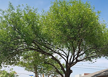 Midland Tree Services AV Lawn & Tree Care Services