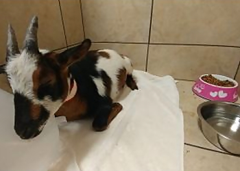 AV Veterinary Center - Lancaster, CA Veterinary Clinics - Service Highlights