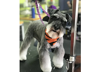 St Louis Pet Grooming A Walk In the Park