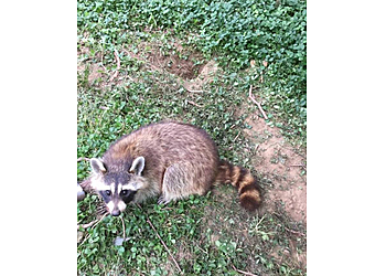 Seattle Animal Removal A Wildlife Pro