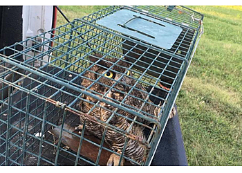 Seattle Animal Removal A Wildlife Pro
