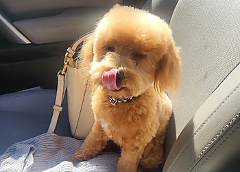 A Yuppy Puppy - Modesto, CA Pet Grooming - Service Highlights