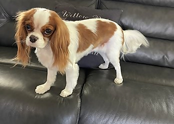 A Yuppy Puppy - Modesto, CA Pet Grooming - Professional Highlights