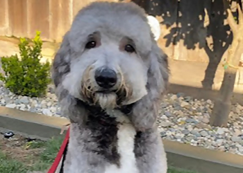 A Yuppy Puppy - Modesto, CA Pet Grooming - Service Image