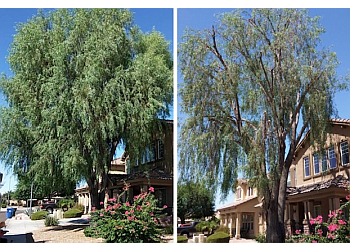 Surprise Tree Services AZ Tree and Hardscape Co.