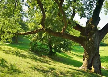 Chandler Tree Services Aachen Tree Services