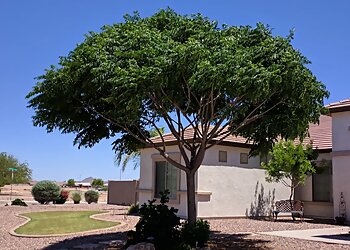 Chandler Tree Services Aachen Tree Services