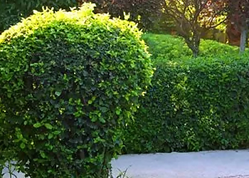 Mesquite Tree Services Aaron's Tree Service