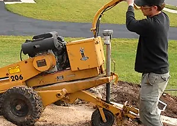 Mesquite Tree Services Aaron's Tree Service