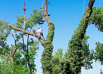 Wichita Tree Services Abe's Lawn & Tree Service
