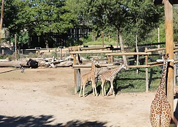 Abilene Places To See Abilene Zoo