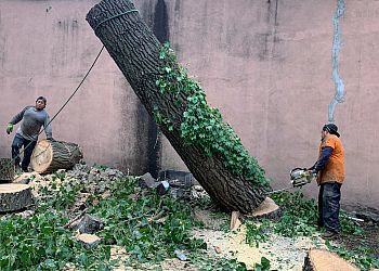 Able Tree Care - Yonkers, NY Tree Services - Team Working Image