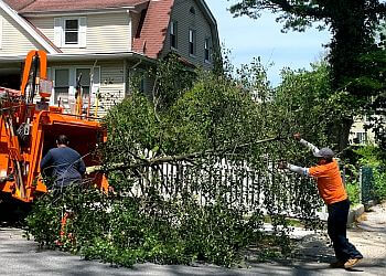 Able Tree Care - Yonkers, NY Tree Services - Service Image