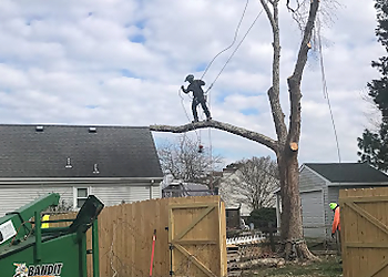 Chesapeake Tree Services Absolute Tree Surgeons, LLC