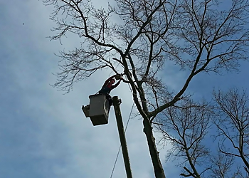 Chesapeake Tree Services Absolute Tree Surgeons, LLC