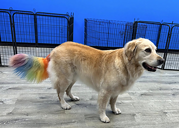 Topeka Pet Grooming Absolutely Furfect Pet Salon