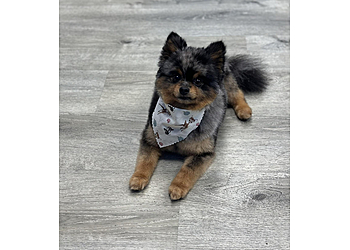 Topeka Pet Grooming Absolutely Furfect Pet Salon