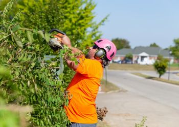 Abundant Tree Care Services