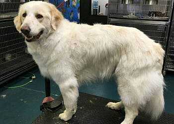 OKC Dog Grooming Salon