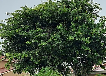 Miami Tree Services Acosta Tree Service