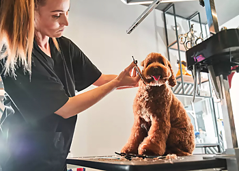 Round Rock Pet Grooming Action Pack