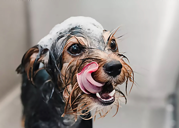 Round Rock Pet Grooming Action Pack