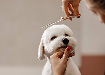 Action Pack Round Rock Pet Grooming image 1
