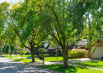 San Antonio Tree Services Action Tree Services