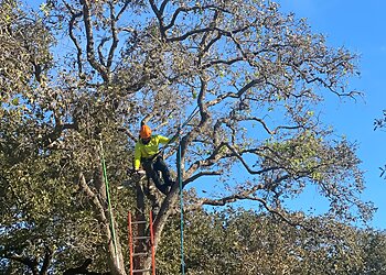 San Antonio Tree Services Action Tree Services