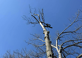 Adirondack Tree Experts Washington Tree Services image 1