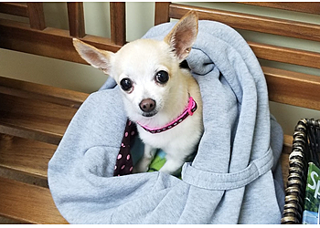 Oxnard Veterinary Clinics Adobe Animal Hospital