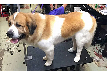 Thornton Pet Grooming Adorable Dog Grooming