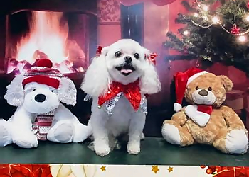 Thornton Pet Grooming Adorable Dog Grooming