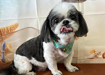 Mobile Pet Grooming Adorable Do's Pet Grooming