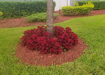 Miramar Landscaping Companies Adorno Landscaping