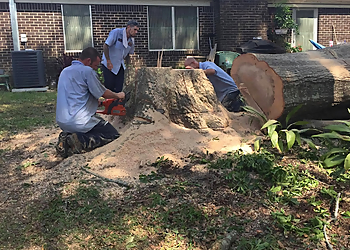 Jackson Tree Services Advance Tree Care