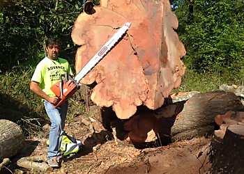 Advance Tree Care Jackson Tree Services image 1