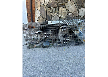 San Francisco Animal Removal Advanced Animal Removal