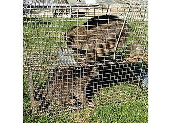 San Francisco Animal Removal Advanced Animal Removal