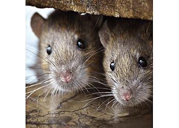 Hartford Animal Removal Advanced Pest Control Inc.