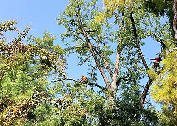 Bakersfield Tree Services Advanced Tree Care