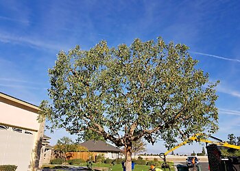 Bakersfield Tree Services Advanced Tree Care