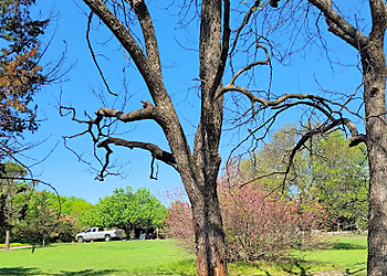 McKinney Tree Services Advanced Tree & Shrub Care, Inc.