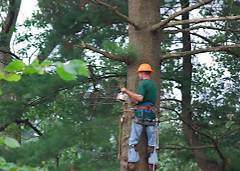Albany Tree Services Advantage Tree Service