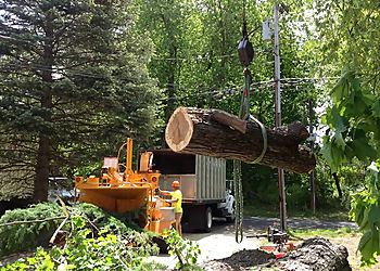 Albany Tree Services Advantage Tree Service