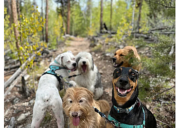 Adventure Pups LLC - Colorado Springs, CO Dog Walkers - Service Image